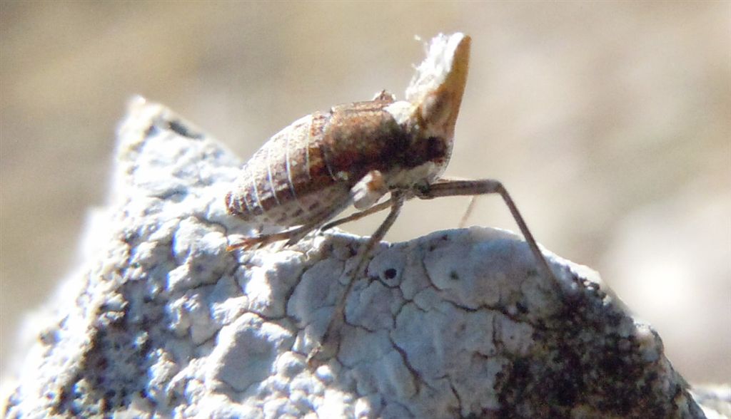 Bursinia sp.